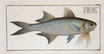 Polynemus paradiseus, The Fish of Paradise.