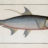 Clupea cyprinoides, The Deep-water Fish.