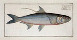 Clupea cyprinoides, The Deep-water Fish.