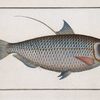 Clupea Thrissa, The Sprat.