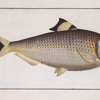 Clupea sinensis, The chinese Herring.