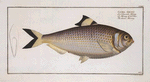 Clupea sinensis, The chinese Herring.