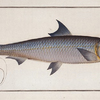 Clupea Pilchardus, The Pilchard.