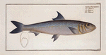 Clupea Pilchardus, The Pilchard.