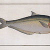 Clupea africana, The africain Herring.