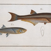 1. Clupea atherinoides, The Silver-striped Herring; 2. Cyprinus clupeoides, The Herring-Carp.