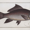 Cymbrinus fimbriatus, The fringed Carp.
