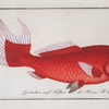 Cyprinus macrophthalmus, The Telescope.