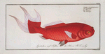 Cyprinus macrophthalmus, The Telescope.