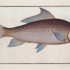 Cyprinus cirrhosus, The Cirrhated Carp.