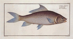 Cyprinus cirrhosus, The Cirrhated Carp.
