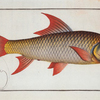 Cyprinus falcatus, The Sickle-Carp.