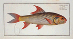 Cyprinus falcatus, The Sickle-Carp.