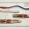 Gastrobranchus coecus, The Blind-Fish.