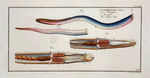 Gastrobranchus coecus, The Blind-Fish.