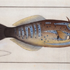 Balistes laevis, The smooth old Wife.
