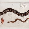 1. Gymnothorax catenatus, The Chain-Fish; 2. Petromyzon agrenteus, The Silver-Lamprey.