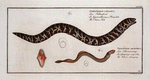1. Gymnothorax catenatus, The Chain-Fish; 2. Petromyzon agrenteus, The Silver-Lamprey.