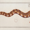 Gymnothorax reticulatus [reticularis], The netting Bare-Breast.