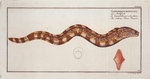 Gymnothorax reticulatus [reticularis], The netting Bare-Breast.