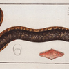 Gymnothorax Afer, The africain Bare-Breast.