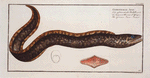 Gymnothorax Afer, The africain Bare-Breast.