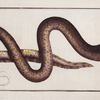 Synbranchus marmoratus, The marble Synbrant.