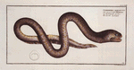 Synbranchus marmoratus, The marble Synbrant.