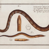 1. Synbranchus immaculatus,Tthe Spottess-Synbrank; 2. Sphagebranchus rostratus, The double Chin-gilt.
