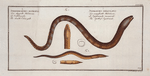 1. Synbranchus immaculatus,Tthe Spottess-Synbrank; 2. Sphagebranchus rostratus, The double Chin-gilt.