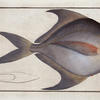 Stromateus cinereus, The gray Stromate.