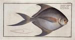 Stromateus cinereus, The gray Stromate.