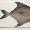 Stromateus argenteus, The Silver-Pampel.