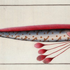 Gymnetrus Hawkeniii, The Hawken's-Fish.