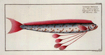 Gymnetrus Hawkeniii, The Hawken's-Fish.