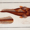 Platycephalus Spathula, The Shovel.