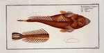 Platycephalus Spathula, The Shovel.
