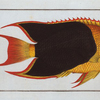 Chaetodon tricolor, The treble-coloured.