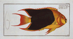 Chaetodon tricolor, The treble-coloured.