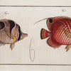 1. Chaetodon Setifer,  The Bristle-Chetodon; 2. Chaetodon Falcula, The Sickle-Chetodon.