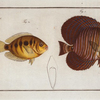 [1. Acanthurus Velifer, The Sail; 2. Chaetodon maculatus, The maculated Chetodon.]