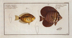 [1. Acanthurus Velifer, The Sail; 2. Chaetodon maculatus, The maculated Chetodon.]