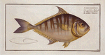Scomber edentulus, The toothless Mackrel.