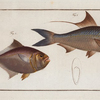 1. Clupea Nasus, The Nose-Herring; 2. Scomber minutus, The little Mackrel.