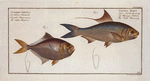 1. Clupea Nasus, The Nose-Herring; 2. Scomber minutus, The little Mackrel.