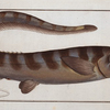 Notacanthus Nasus, The Notacanth.