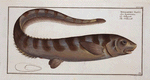 Notacanthus Nasus, The Notacanth.