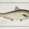 Clupea  malabarica, The Herring of Malabar.