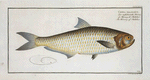 Clupea  malabarica, The Herring of Malabar.