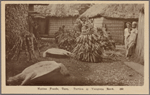 Native foods, taro, turtles & yangona roots.